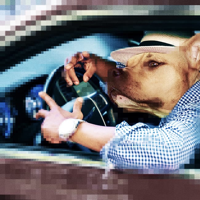 Imagem - 01 dogtest