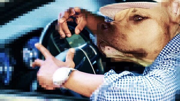 Imagem - 01 dogtest 650x