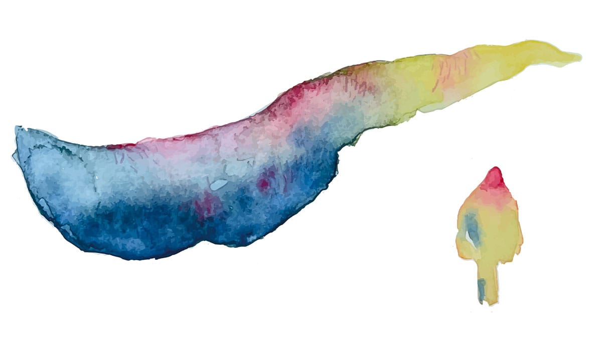 Romain Valentino “L'Étoile et le Chariot”, ilustração de Julieta Ruiz Argañaraz