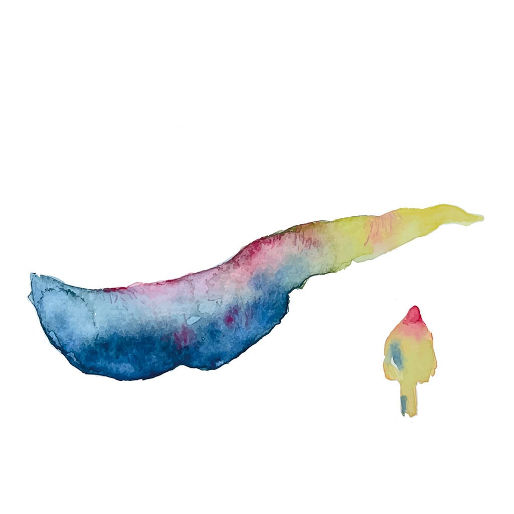 Romain Valentino, capa de “L'Étoile et le Chariot”. Ilustração de Julieta Ruiz Argañaraz