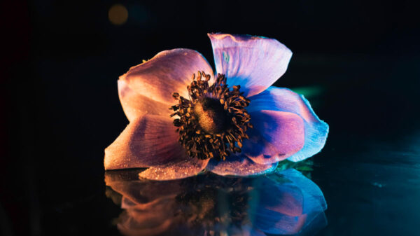 Lara Rainho, "Florarium"