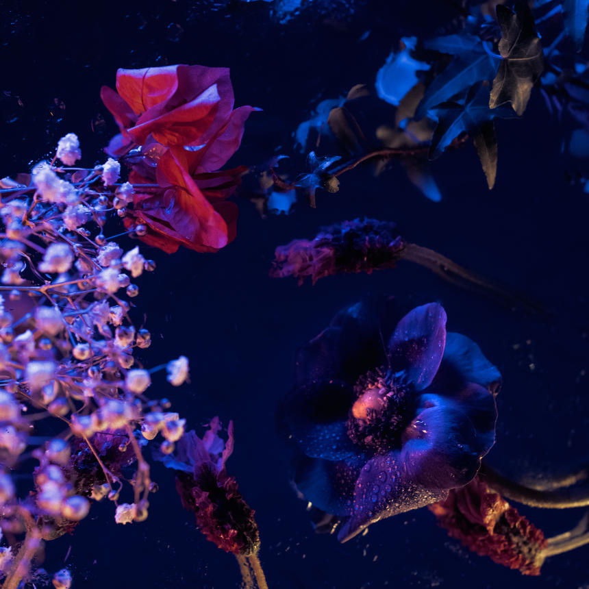 Lara Rainho, capa do EP "Florarium".