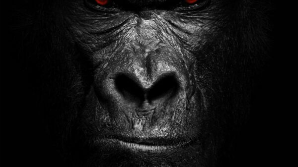 Imagem - 4029759185765 0b4bef34 2041 492f ad83 0f7459f6089e