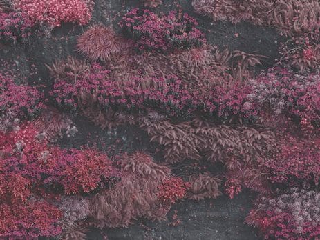 Even in Arcadia, Sleep Token